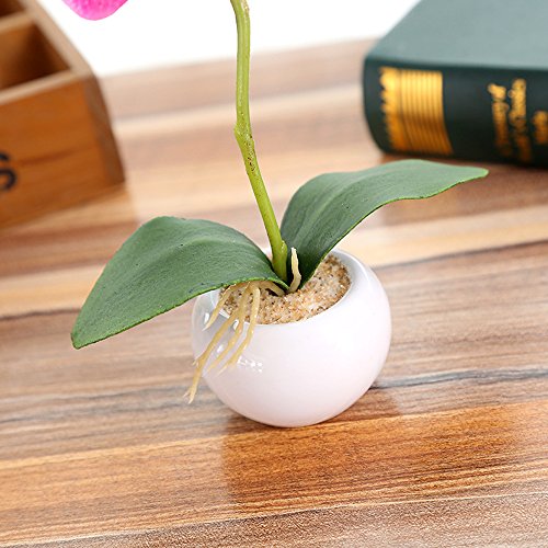 Kleine Orchidee - 3