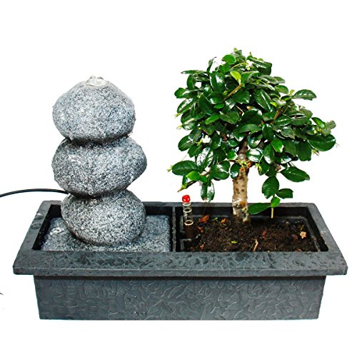 Indoor-Bonsai mit Zimmer-Brunnen "Balance", 3 Kieselsteine und Easy Care System
