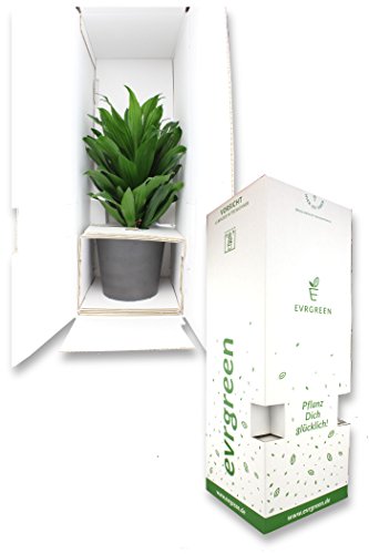 EVRGREEN | Zimmerpflanze Anthurie in Hydrokultur mit weißem Topf als Set | Flamingoblume | Anthurium andreanum 'Pink Fever' pink - 2